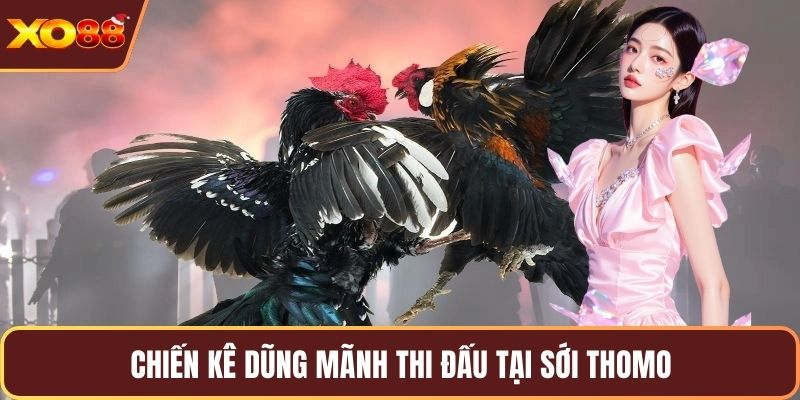 Chiến kê dũng mãnh thi đấu tại sới Thomo