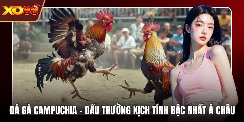 Đá Gà Campuchia