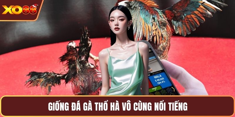 Giống đá gà Thổ Hà vô cùng nổi tiếng