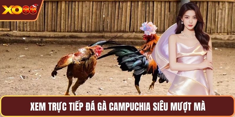 Xem trực tiếp đá gà Campuchia siêu mượt mà